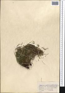 Asplenium septentrionale (L.) Hoffm., Middle Asia, Dzungarian Alatau & Tarbagatai (M5) (Kazakhstan)
