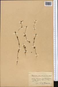 Lomatogonium carinthiacum (Wulfen) Reichenb., Middle Asia, Pamir & Pamiro-Alai (M2) (Kyrgyzstan)