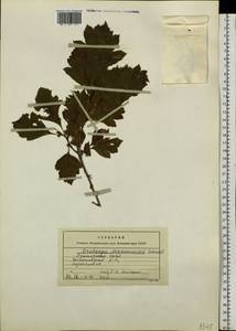 Crataegus maximowiczii C. K. Schneid., Siberia, Russian Far East (S6) (Russia)