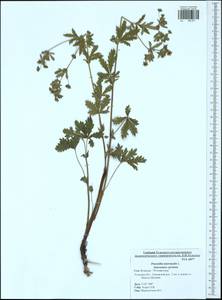 Potentilla intermedia L., Eastern Europe, Central region (E4) (Russia)