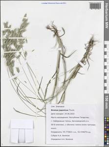 Bromus japonicus Houtt., Eastern Europe, Middle Volga region (E8) (Russia)