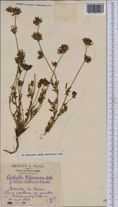 Anthyllis vulneraria subsp. weldeniana (Rchb.)Cullen, Western Europe (EUR) (France)