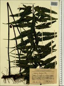 Asplenium gueinzianum Mett. ex Kuhn, Africa (AFR) (Ethiopia)