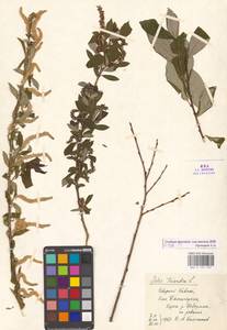 Salix triandra L., Caucasus, Stavropol Krai, Karachay-Cherkessia & Kabardino-Balkaria (K1b) (Russia)