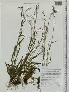 Ixeris chinensis subsp. versicolor (Fisch. ex Link) Kitam., Siberia, Baikal & Transbaikal region (S4) (Russia)