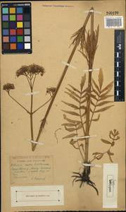 Valeriana rossica P. A. Smirn., Eastern Europe, Moscow region (E4a) (Russia)