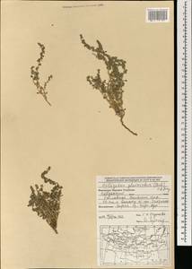 Halogeton glomeratus (Stephan ex M. Bieb.) C. A. Mey., Mongolia (MONG) (Mongolia)