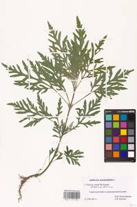 Ambrosia artemisiifolia L., Eastern Europe, Central region (E4) (Russia)