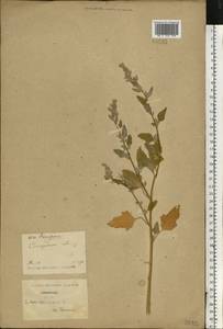 Chenopodium album L., Eastern Europe, North Ukrainian region (E11) (Ukraine)