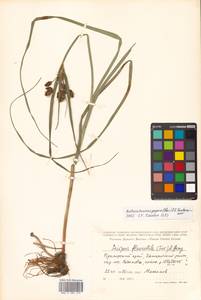 Bolboschoenus yagara (Ohwi) Y.C.Yang & M.Zhan, Siberia, Russian Far East (S6) (Russia)