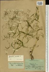 Gypsophila paniculata L., Eastern Europe, South Ukrainian region (E12) (Ukraine)