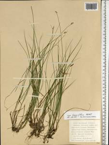 Carex tenuiflora Wahlenb., Eastern Europe, Northern region (E1) (Russia)