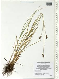Carex leporina L., Eastern Europe, North-Western region (E2) (Russia)