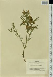 Thermopsis lanceolata R.Br., Siberia, Altai & Sayany Mountains (S2) (Russia)