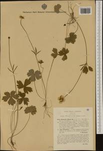 Ranunculus aduncus Gren. & Godr., Western Europe (EUR) (Italy)