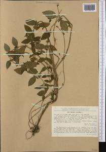 Mentha × verticillata L., Western Europe (EUR) (Romania)