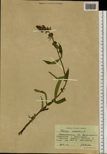 Stachys palustris L., Siberia, Western Siberia (S1) (Russia)