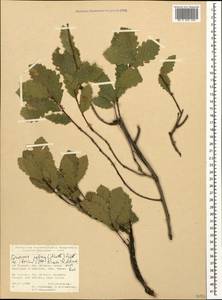 Quercus petraea subsp. polycarpa (Schur) Soó, Caucasus, Turkish Caucasus (NE Turkey) (K7) (Turkey)