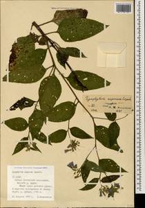 Symphytum asperum Lepech., Caucasus, North Ossetia, Ingushetia & Chechnya (K1c) (Russia)