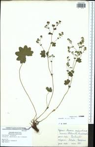 Alchemilla micans Buser, Eastern Europe, Central region (E4) (Russia)