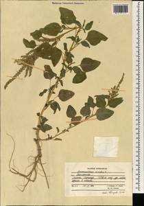 Amaranthus viridis L., South Asia, South Asia (Asia outside ex-Soviet states and Mongolia) (ASIA) (Afghanistan)