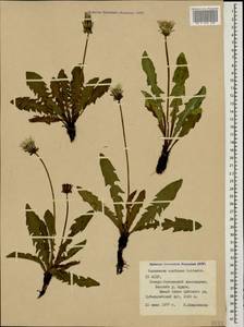 Taraxacum confusum Schischk., Caucasus, North Ossetia, Ingushetia & Chechnya (K1c) (Russia)