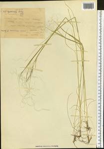 Stipa krylovii Roshev., Siberia, Yakutia (S5) (Russia)