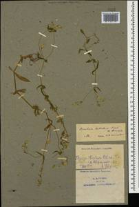 Cerastium haussknechtii Boiss., Caucasus, Azerbaijan (K6) (Azerbaijan)