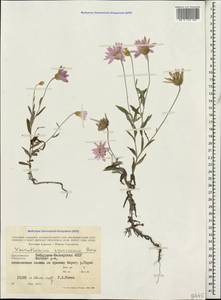 Xeranthemum squarrosum Boiss., Caucasus, Stavropol Krai, Karachay-Cherkessia & Kabardino-Balkaria (K1b) (Russia)