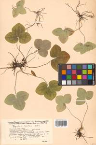 Hepatica asiatica Nakai, Siberia, Russian Far East (S6) (Russia)