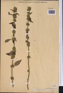 Chaiturus marrubiastrum (L.) Ehrh. ex Rchb., Middle Asia, Muyunkumy, Balkhash & Betpak-Dala (M9) (Kazakhstan)