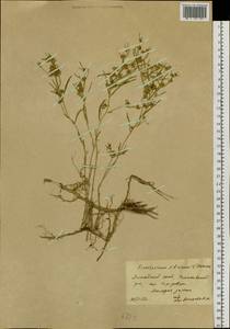 Cynanchum thesioides (Freyn) K. Schum., Siberia, Altai & Sayany Mountains (S2) (Russia)