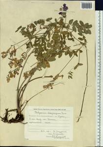 Hedysarum dasycarpum Turcz., Siberia, Chukotka & Kamchatka (S7) (Russia)