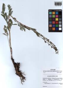 Artemisia latifolia Ledeb., Siberia, Altai & Sayany Mountains (S2) (Russia)