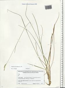 Danthonia decumbens (L.) DC., Eastern Europe, Belarus (E3a) (Belarus)
