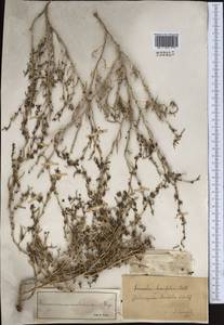 Suaeda aralocaspica (Bunge) Freitag & Schütze, Middle Asia, Muyunkumy, Balkhash & Betpak-Dala (M9) (Kazakhstan)