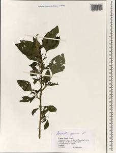 Amaranthus spinosus L., South Asia, South Asia (Asia outside ex-Soviet states and Mongolia) (ASIA) (Nepal)