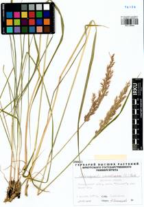 Calamagrostis arundinacea (L.) Roth, Siberia, Baikal & Transbaikal region (S4) (Russia)