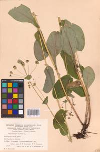 Bupleurum aureum Fisch., Eastern Europe, Eastern region (E10) (Russia)