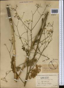 Scaligeria ugamica Korovin, Middle Asia, Western Tian Shan & Karatau (M3) (Kyrgyzstan)