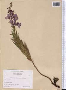 Chamaenerion angustifolium, America (AMER) (Greenland)