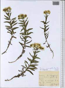 Achillea ptarmica subsp. macrocephala (Rupr.) Heimerl, Siberia, Russian Far East (S6) (Russia)