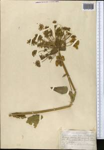 Tetrataenium olgae (Regel & Schmalh.) Manden., Middle Asia, Pamir & Pamiro-Alai (M2) (Tajikistan)