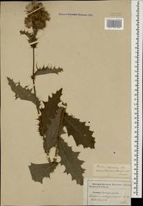 Cirsium uliginosum (M. Bieb.) Fisch., Caucasus, Stavropol Krai, Karachay-Cherkessia & Kabardino-Balkaria (K1b) (Russia)