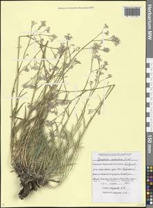 Gypsophila acutifolia Fisch., Caucasus, Stavropol Krai, Karachay-Cherkessia & Kabardino-Balkaria (K1b) (Russia)