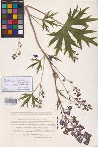 Delphinium cuneatum Steven ex DC., Eastern Europe, Middle Volga region (E8) (Russia)