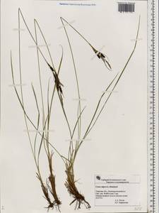 Carex nigra (L.) Reichard, Eastern Europe, North-Western region (E2) (Russia)