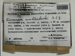 Dicranum dispersum Engelmark, Bryophytes, Bryophytes - Yakutia (B19) (Russia)