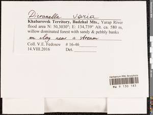 Dicranella varia (Hedw.) Schimp., Bryophytes, Bryophytes - Russian Far East (excl. Chukotka & Kamchatka) (B20) (Russia)
