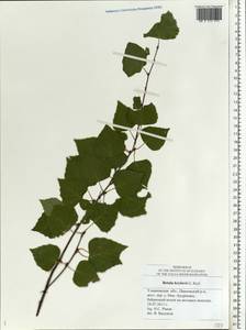 Betula pubescens var. pubescens, Eastern Europe, Middle Volga region (E8) (Russia)